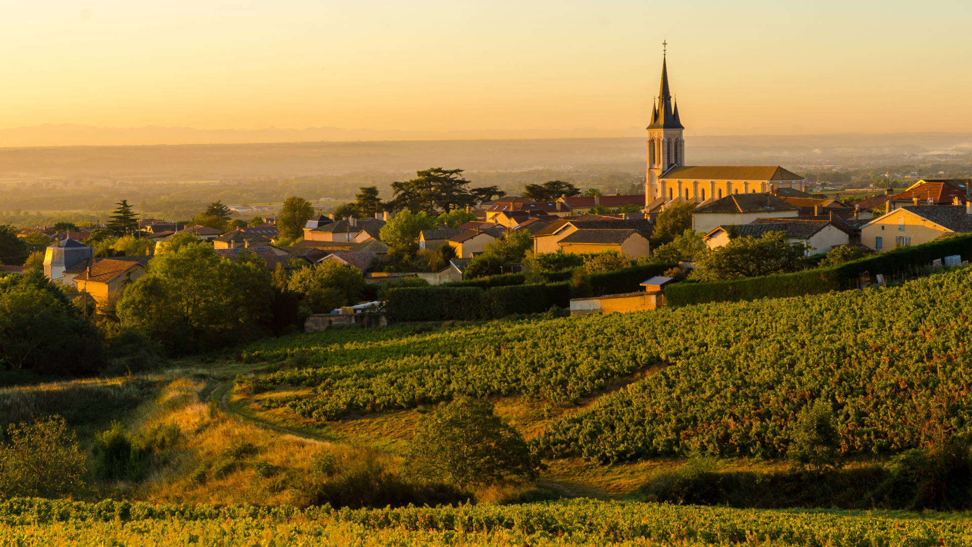 Le Beaujolais Nouveau Arrive : Une Leçon de Marketing dans le Secteur Viticole !